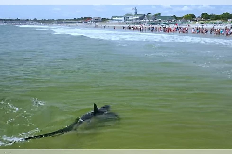 Narragansett Beach Gets Jaw-some Visitor as Shark Nears Shore