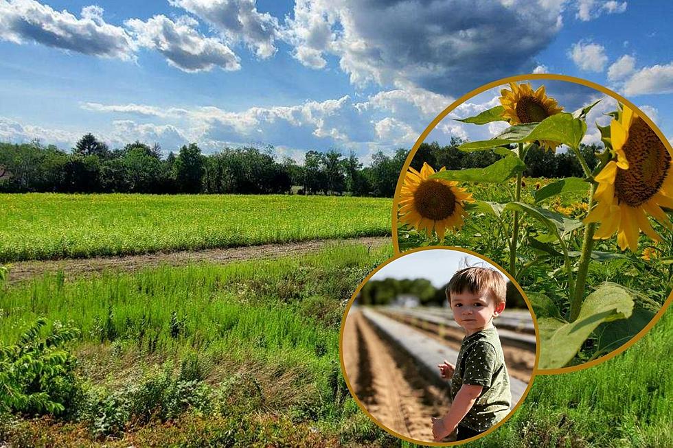 Swansea Family Wants You to Pick Your Own Sunflowers on 100 Acre Farm