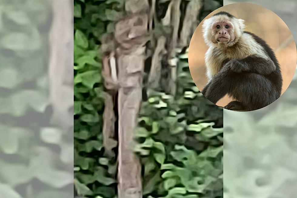 Swansea Mystery Mammal Might Be a Monkey