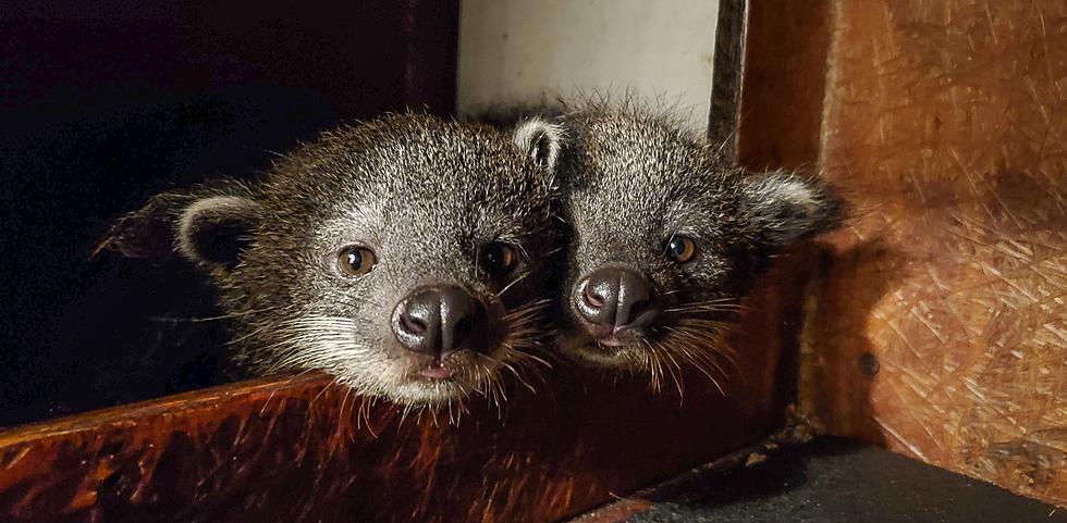 Providence's Newest Zoo Babies Smell Like Hot Buttered Popcorn