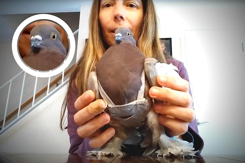 Yes, Pigeons Wear Diapers and You Can Adopt One in Rhode Island