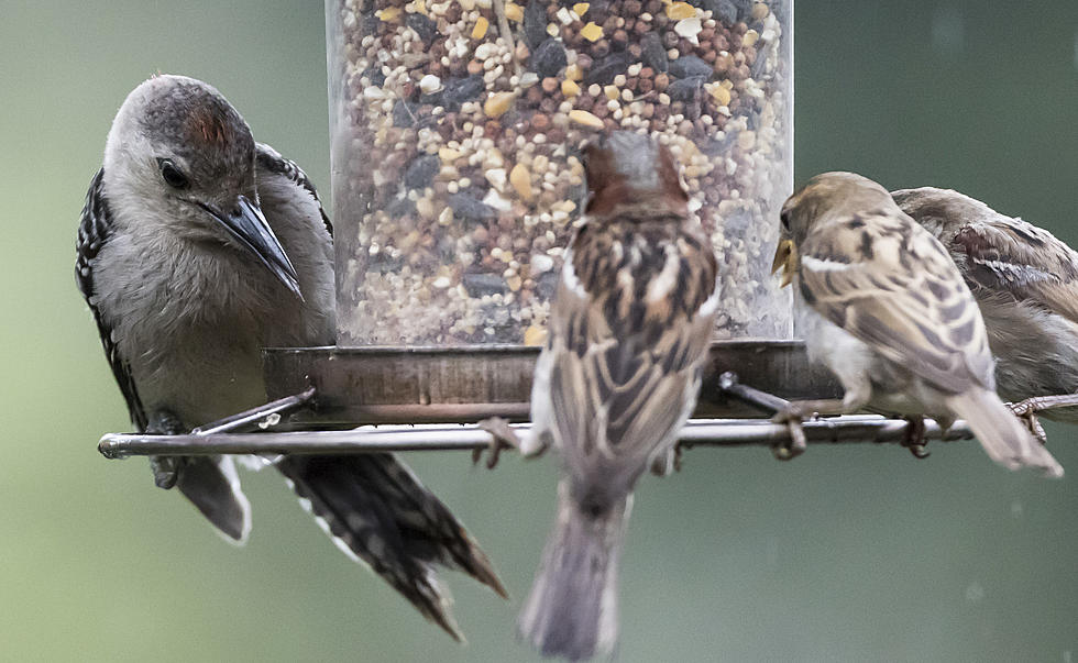 Massachusetts Bird Lovers Urged to Keep Feeders Down a Little Bit Longer