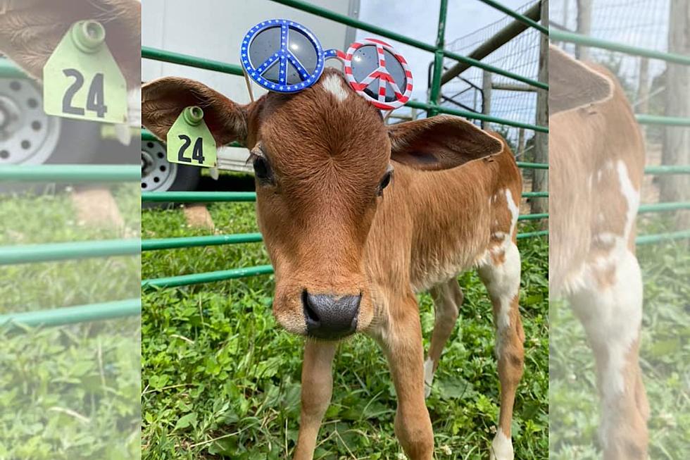 Mini Zebu Cows Make Their Adorable Debut at Mattapoisett Farm