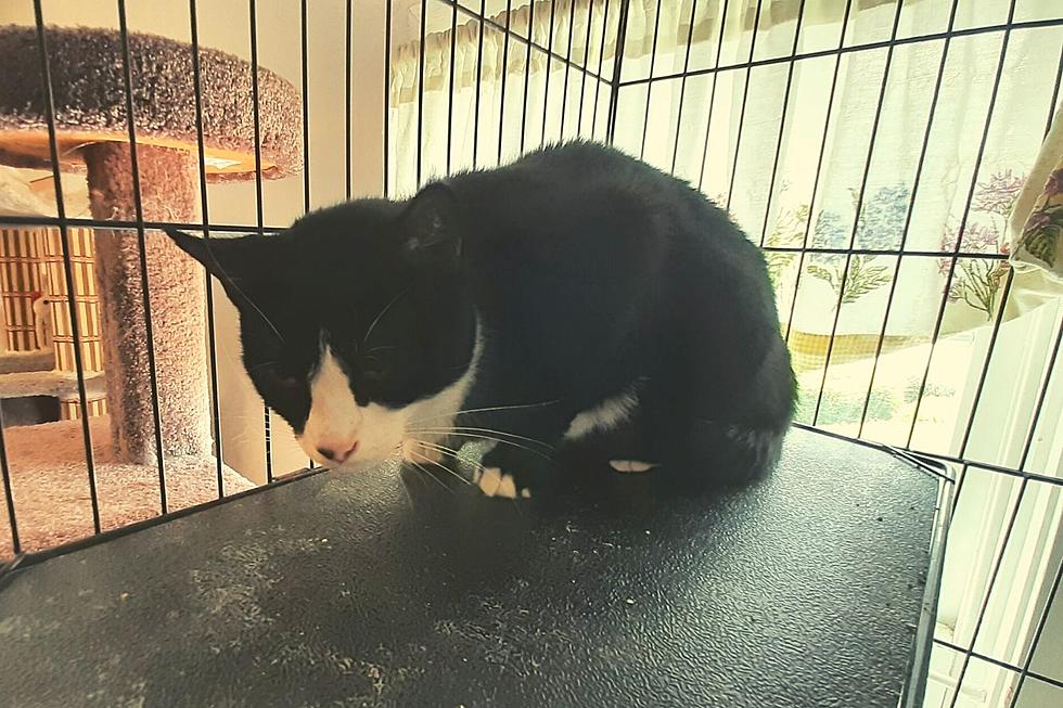 Fairhaven Cat Left Alone Wants a Place to Call Home [WET NOSE WEDNESDAY]