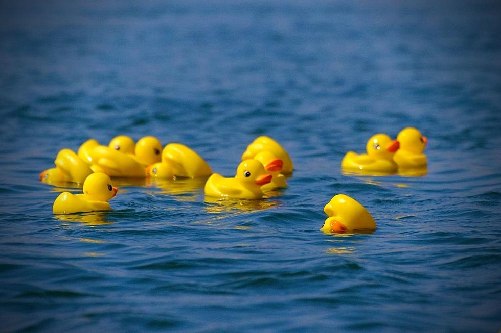 Westport’s Annual Duck Derby Means Someone’s Winning $5,000 and More