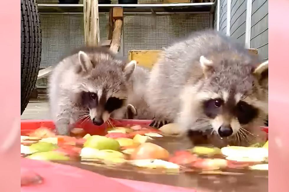 Barnstable Raccoons Bob For Apples in Adorable Video