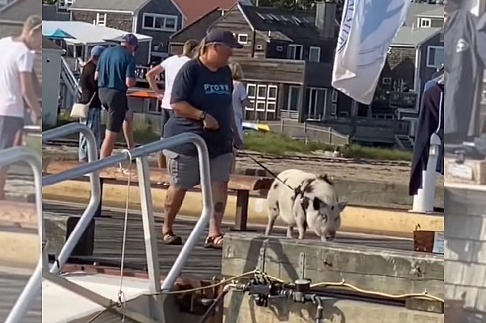 Provincetown Woman Takes Adorable Pet Pig for Scenic Walk on Pier