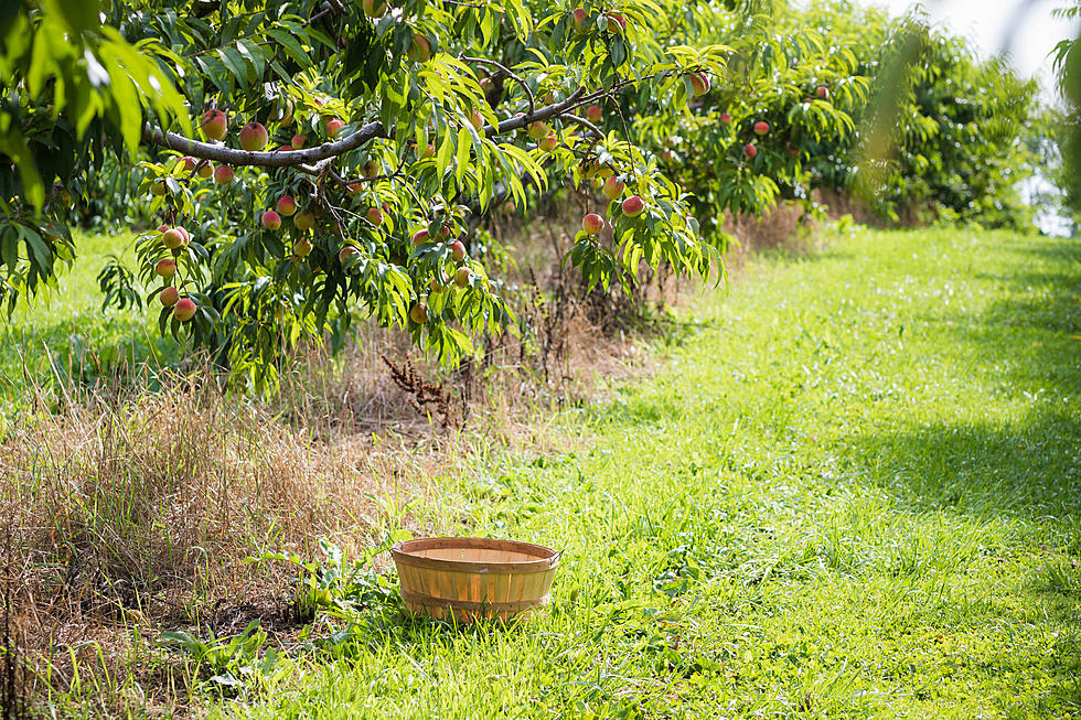 Massachusetts Boasts the Best Apple Picking in the Country