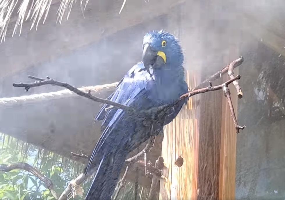 Here’s Why We All Want to Be a Macaw at Providence’s Roger Williams Park Zoo Today