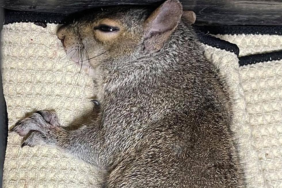 Hingham Squirrel Hit by Golf Ball, Saved by Greenskeeper