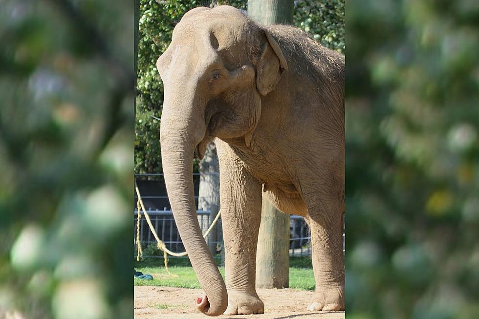 New Bedford’s Buttonwood Park Zoo Explains Why We Haven’t Seen Ruth Lately