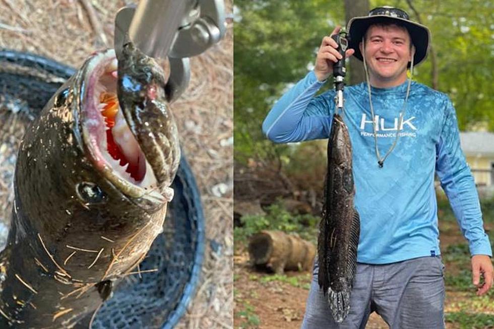 Canton Angler Captures Frightful Fish From Reservoir Pond That Poses an Invasive Threat