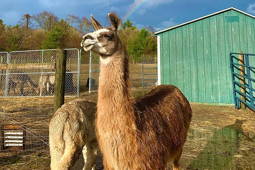 SouthCoast Farm Celebrates Life of Beloved Llama After Passing