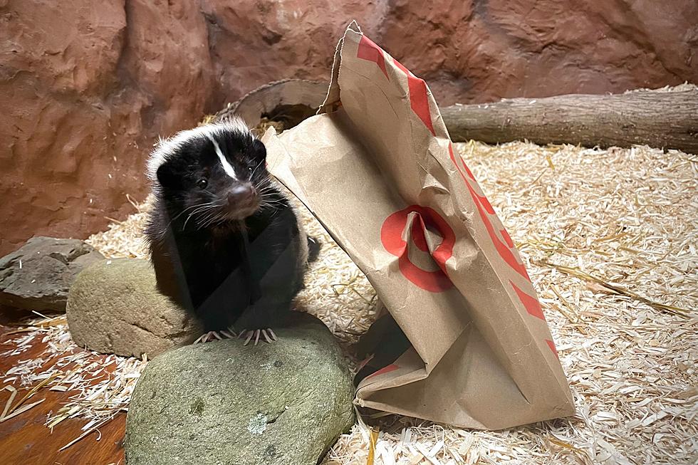 Capron Park Zoo Introduces New Skunk With the Sweetest Eyes