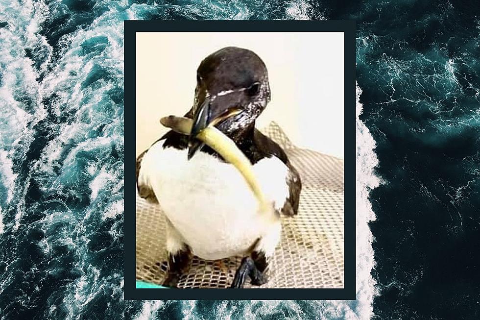New England Wildlife Center Receives Injured Bird Mistaken for Penguin