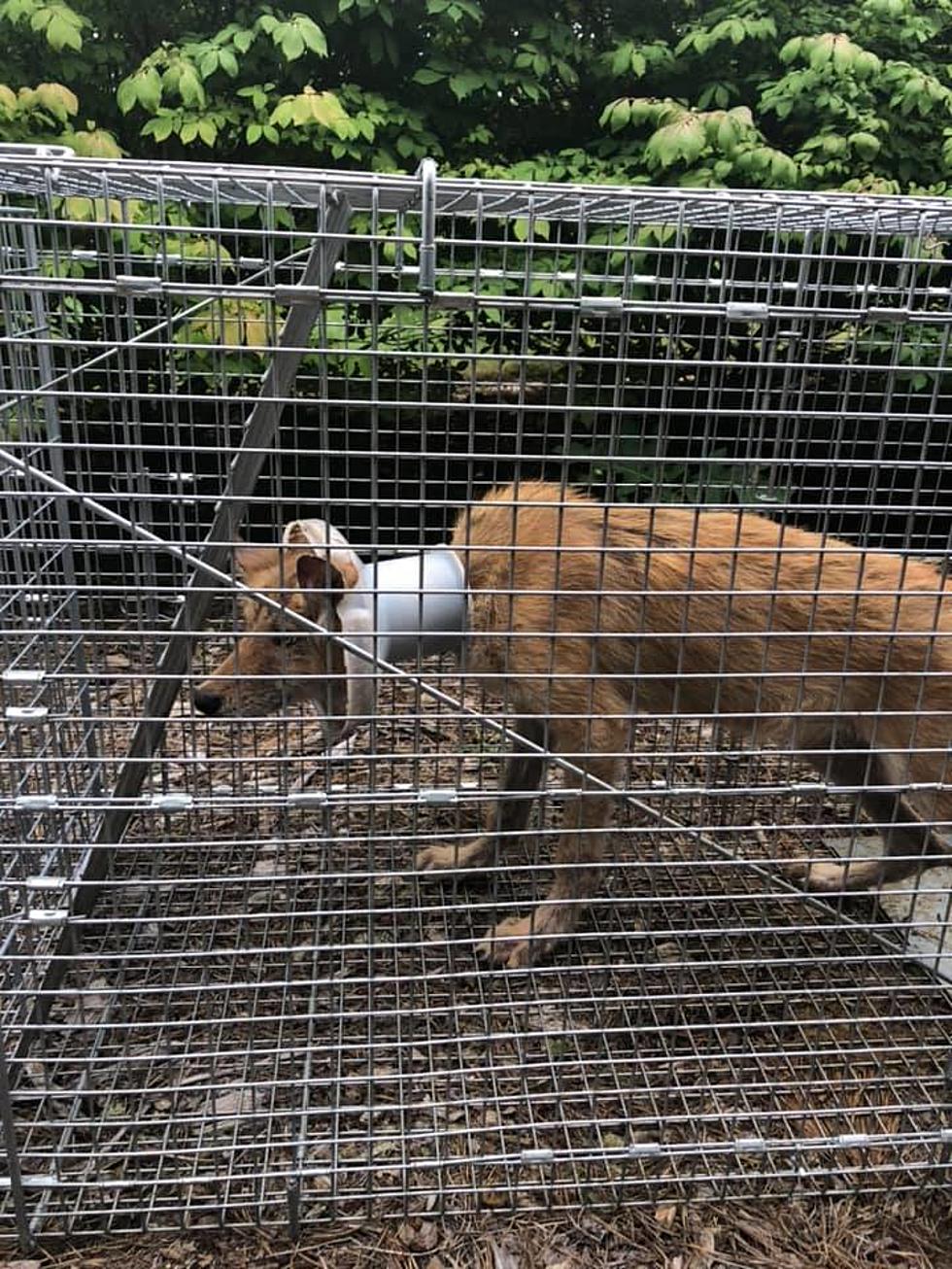 Juvenile Coyote Rescued in Plymouth From Mysterious Plastic Container