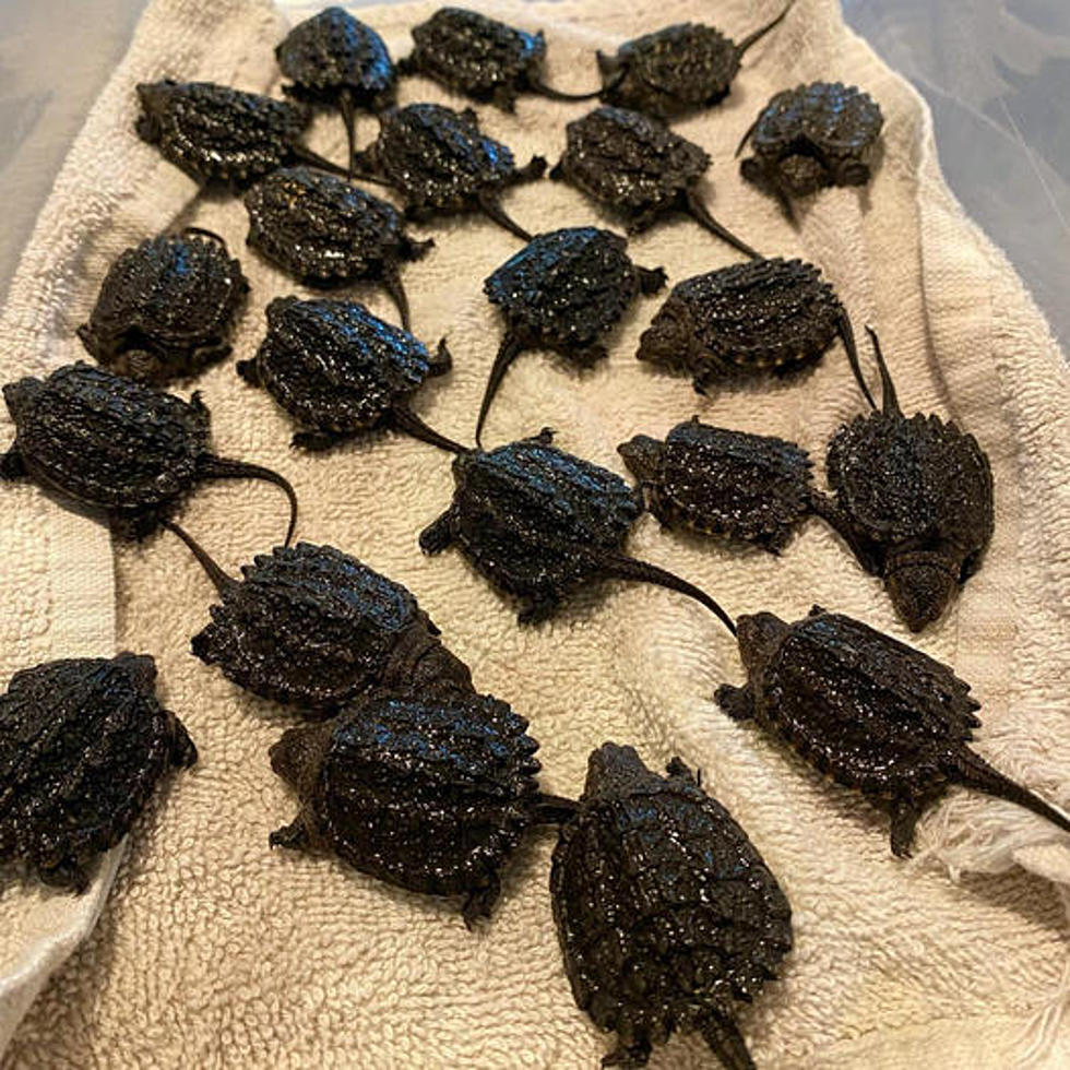 Rhode Island Orphaned Baby Turtles Almost Ready to Return Home