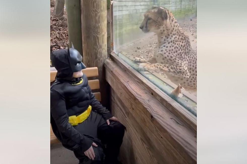 Roger Williams Park Zoo Cheetah Intrigued by Kid's Batman Costume