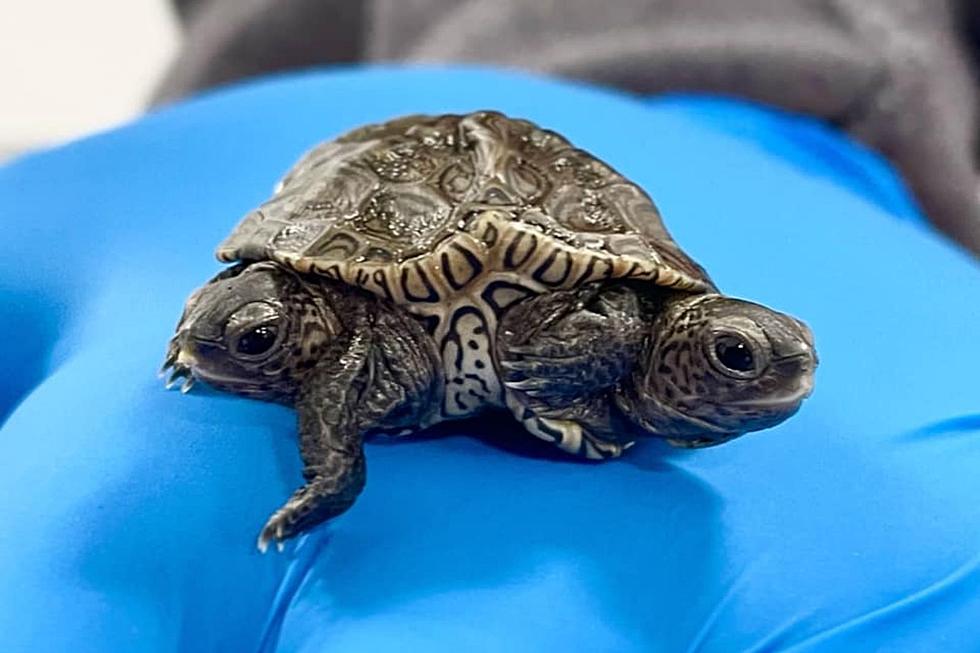 New England Wildlife Center Welcomes Two-Headed Turtle