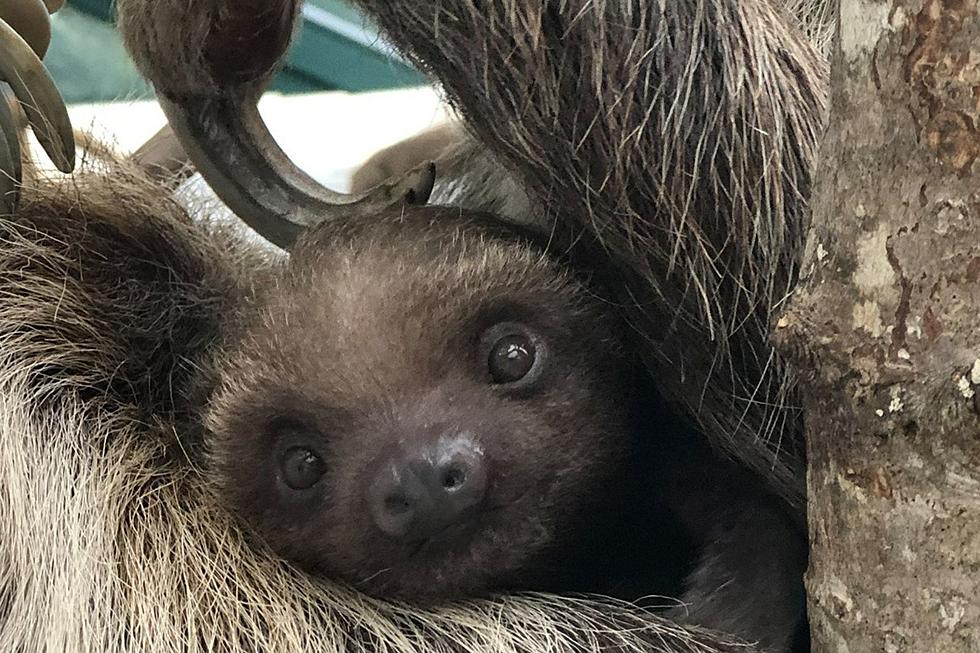New Bedford Sloth Gender Reveal and Naming Contest Announced