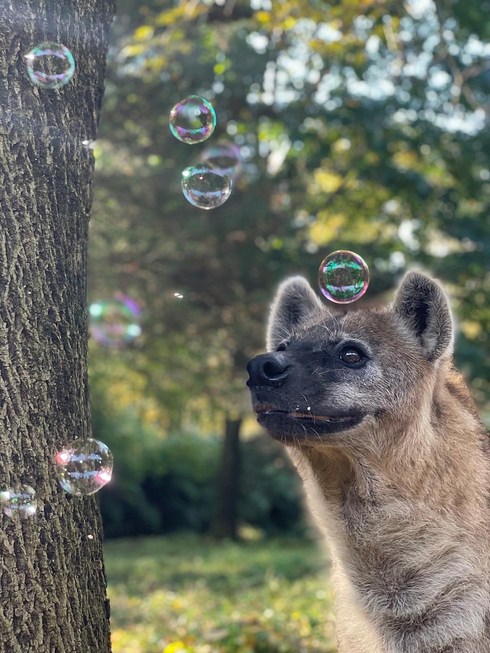 Mendon Zoo Adds Bubble Machine and Epic Animal Cuteness
