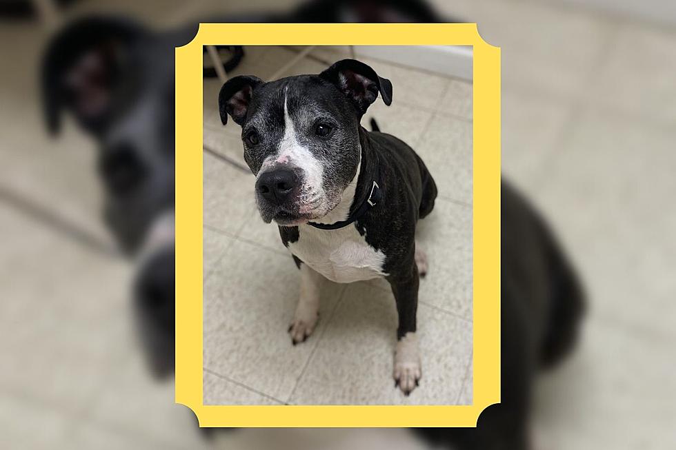 Fall River Pit Bull Surrendered to Shelter at Seven Years Old [WET NOSE WEDNESDAY]