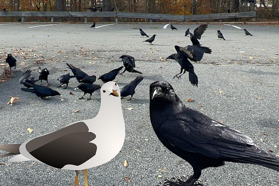 North Dartmouth’s Unofficial Turf War Between Seagulls and Crows