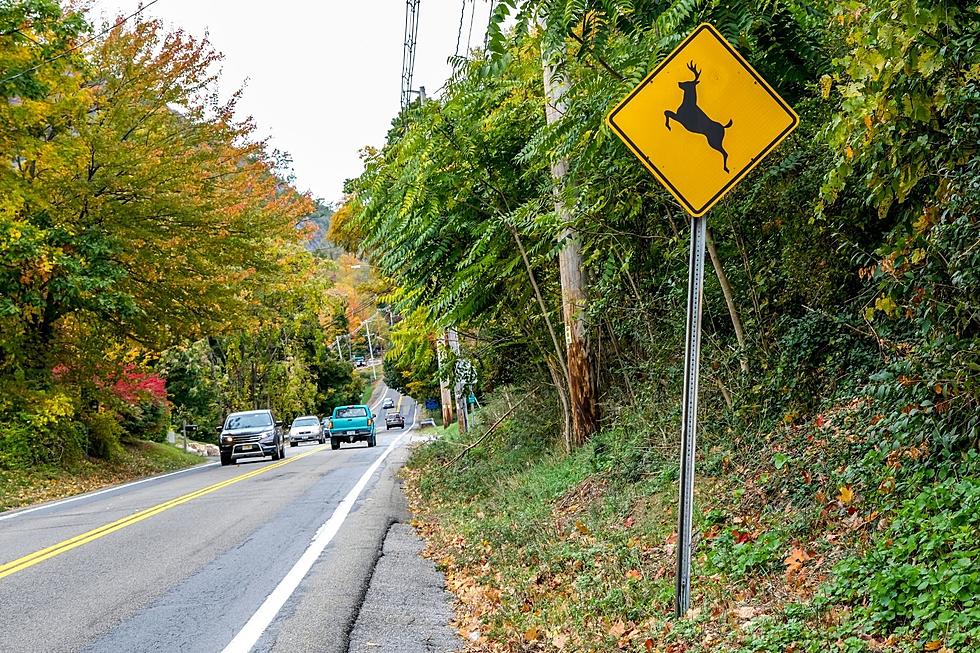 How to Avoid Deer Dashing into Traffic