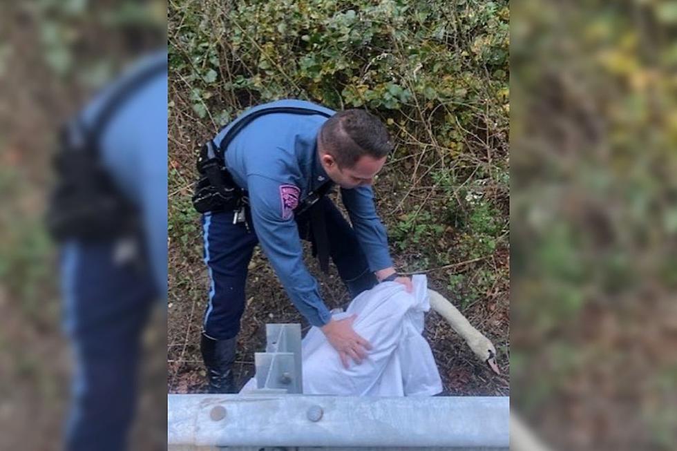 Erratic Plymouth Swan Rescued By Massachusetts State Trooper