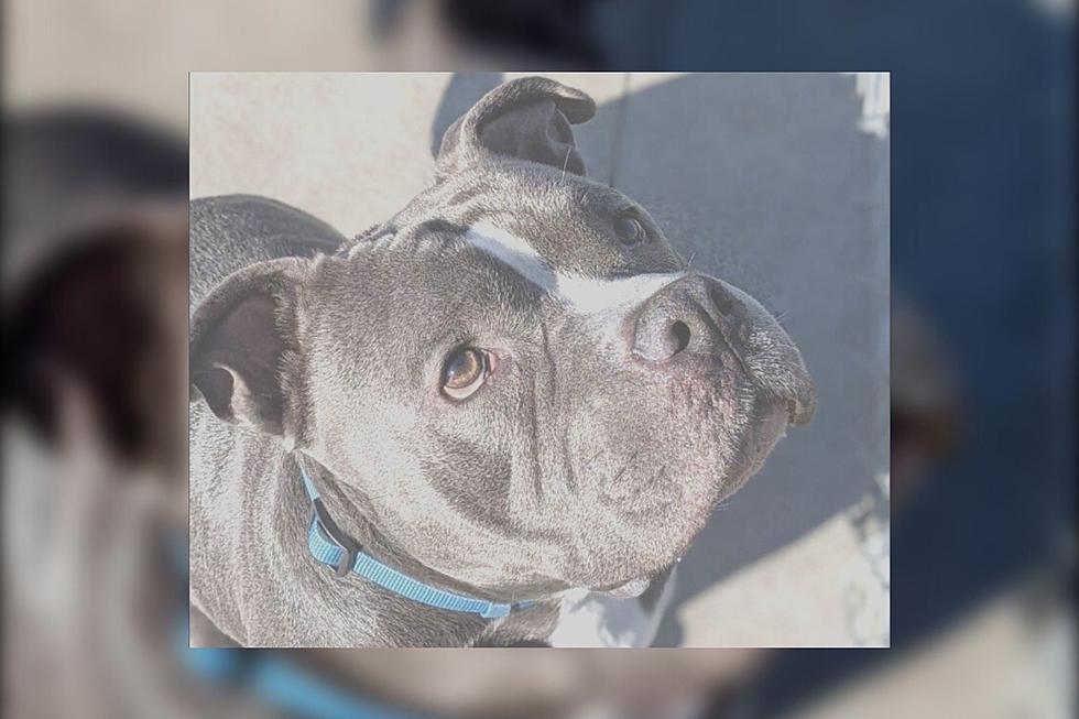 Fairhaven Pit Bull Left Stranded and Needs a Loving Family
