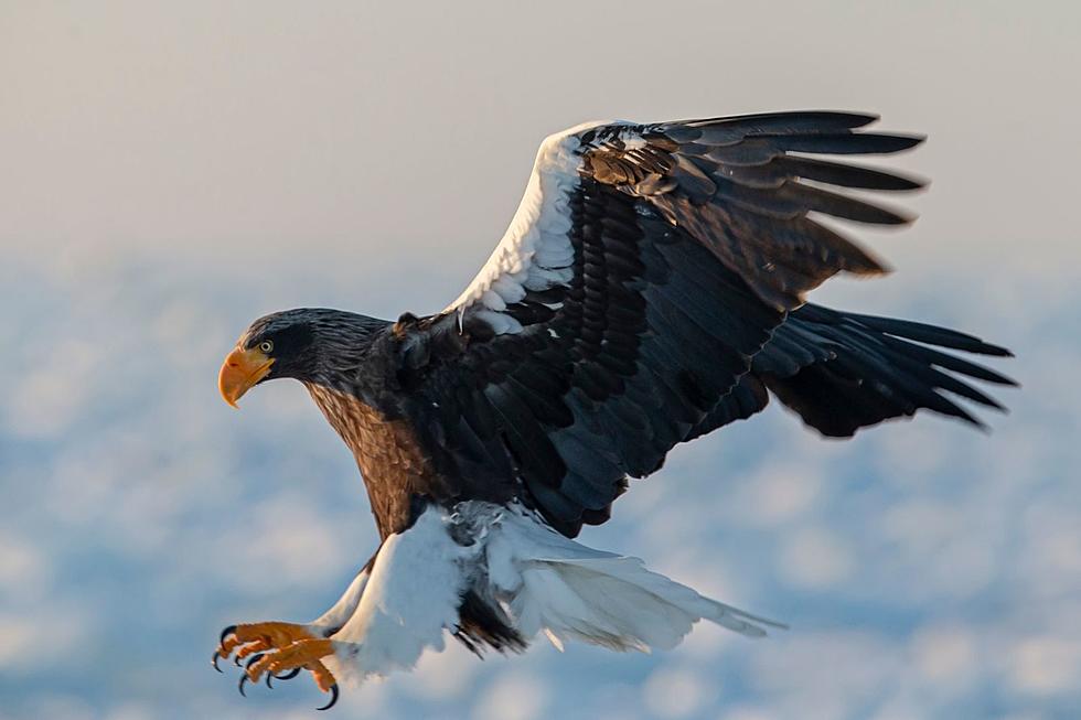Lost Sea Eagle Flies Over 1,000 Miles From Asia to Taunton