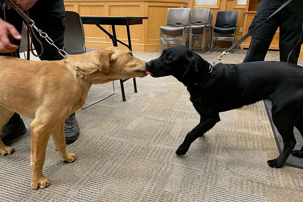 COVID-Sniffing Dogs Being Used in Fairhaven Schools