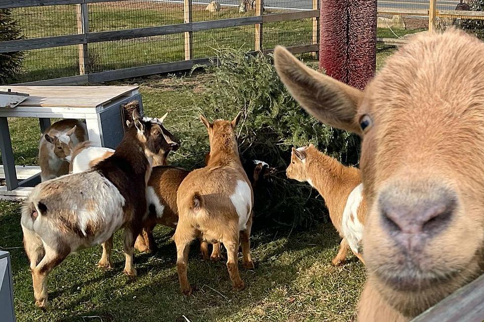 Wanted: Christmas Trees to Feed to Goats