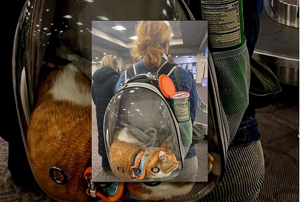 Rhode Island Traveler Gets Spotlight From TSA for Cute Carry-On