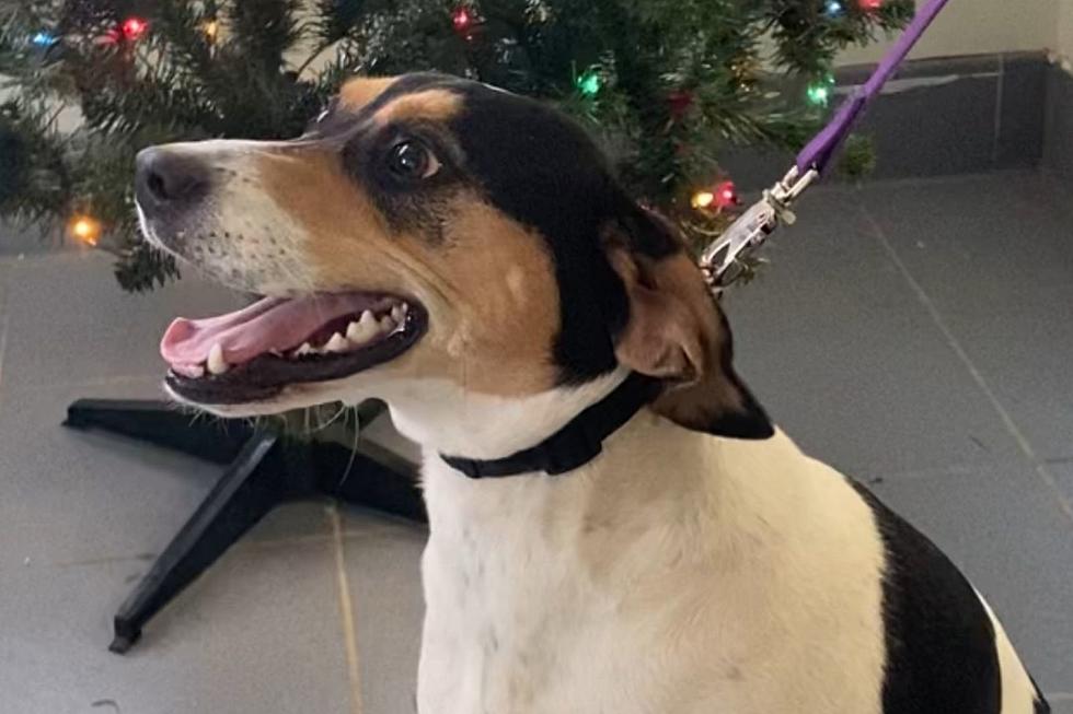 Fairhaven Beagle Returned to Shelter Twice Hopes Third Time’s the Charm [WET NOSE WEDNEDSDAY]