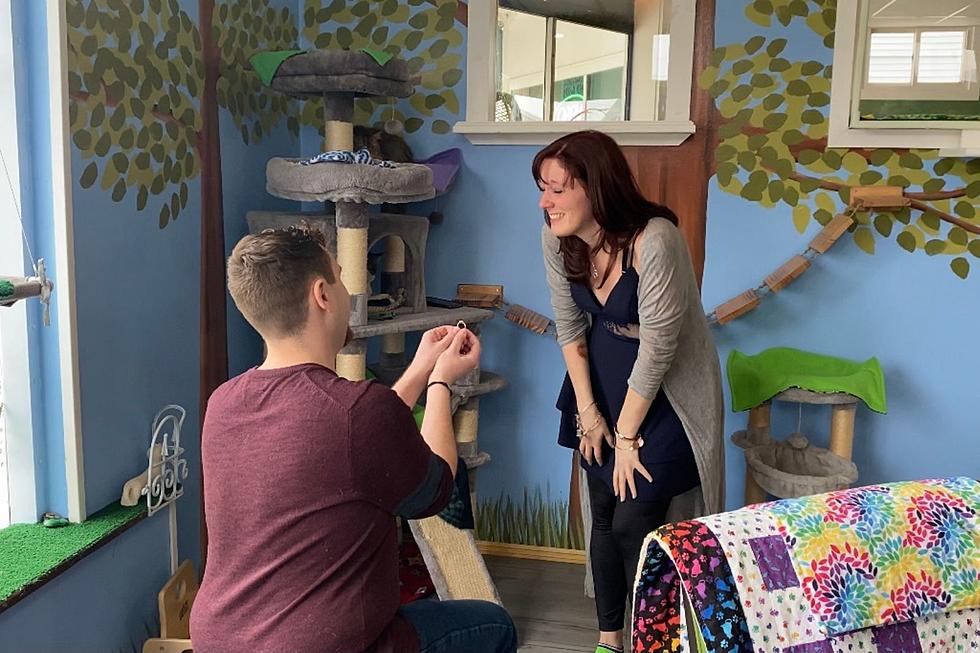 Surprise Wedding Proposal at Bajah’s Cat Cafe in Tiverton Was Perfect