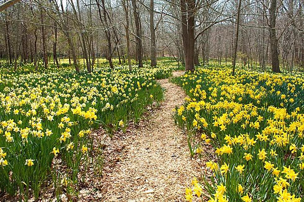 Dartmouth Daffodil Field Back in Bloom After Pandemic Hiatus