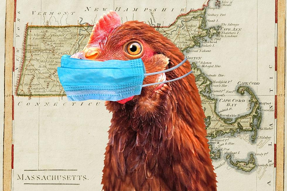 Bird Flu Detected in New England