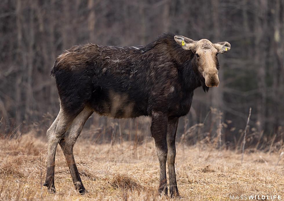 Mass Wildlife Relocates Loose Moose in Marlborough