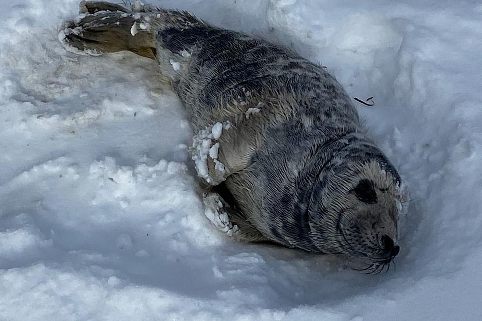 Seal Has Himself a Snow Day in Dartmouth