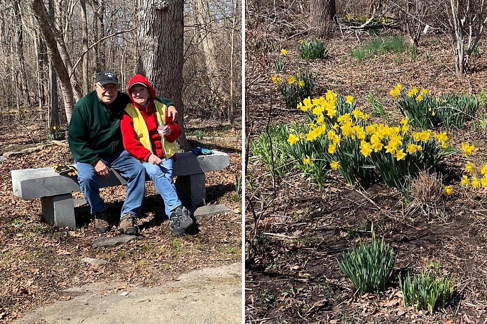 Don't Forget About New Bedford's Daffodil Field This Spring