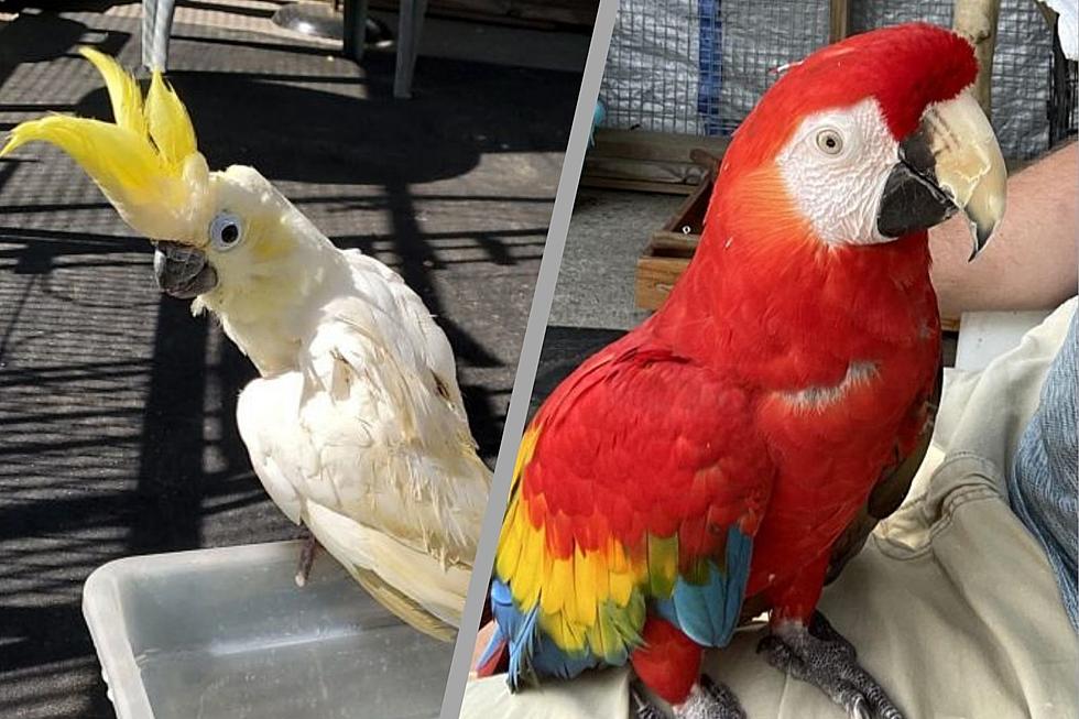 Beautiful Exotic Birds Available for Adoption in Warwick