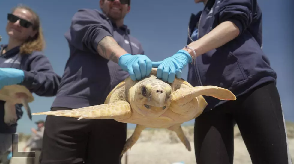 Mystic Aquarium Releases Rehabbed Endangered Sea Turtles Back Into Ocean