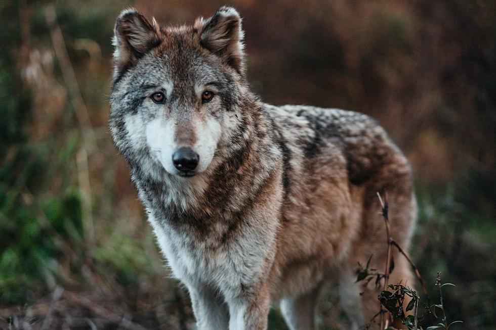 Have a Howling Good Time at Southern New England’s Only Wolf Sanctuary