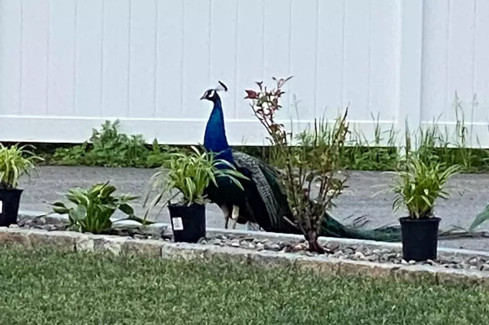 Peacock on the Loose in Acushnet