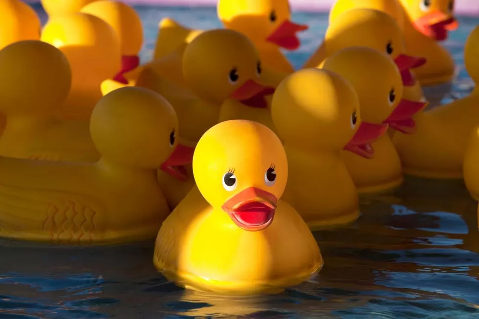 Keep an Eye Out For Rubber Ducks on the Taunton River This Summer