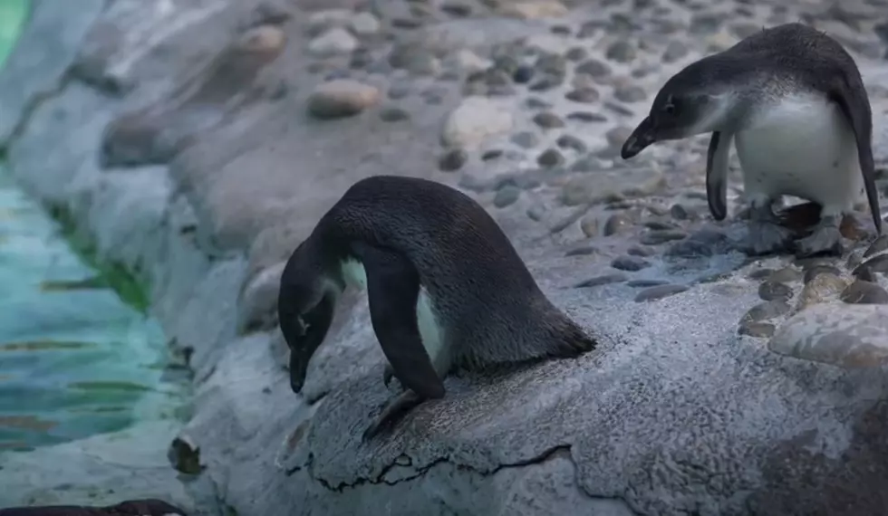 Mystic Aquarium Debuts Adorable African Penguin Chicks