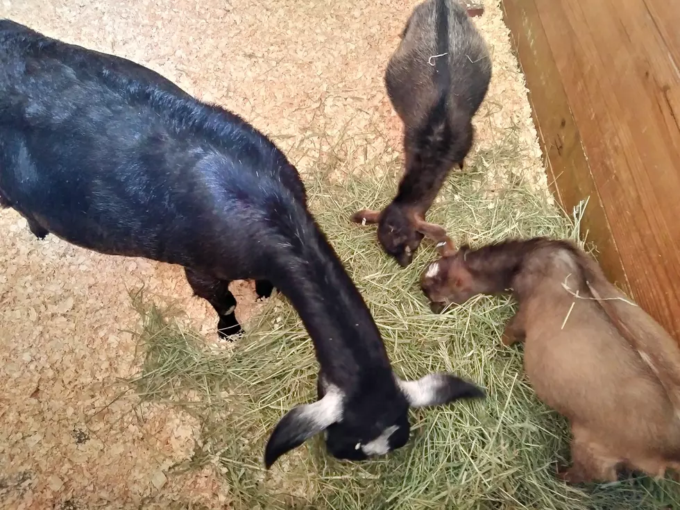 Adorable Baby Goats Debut at Roger Williams Park Zoo