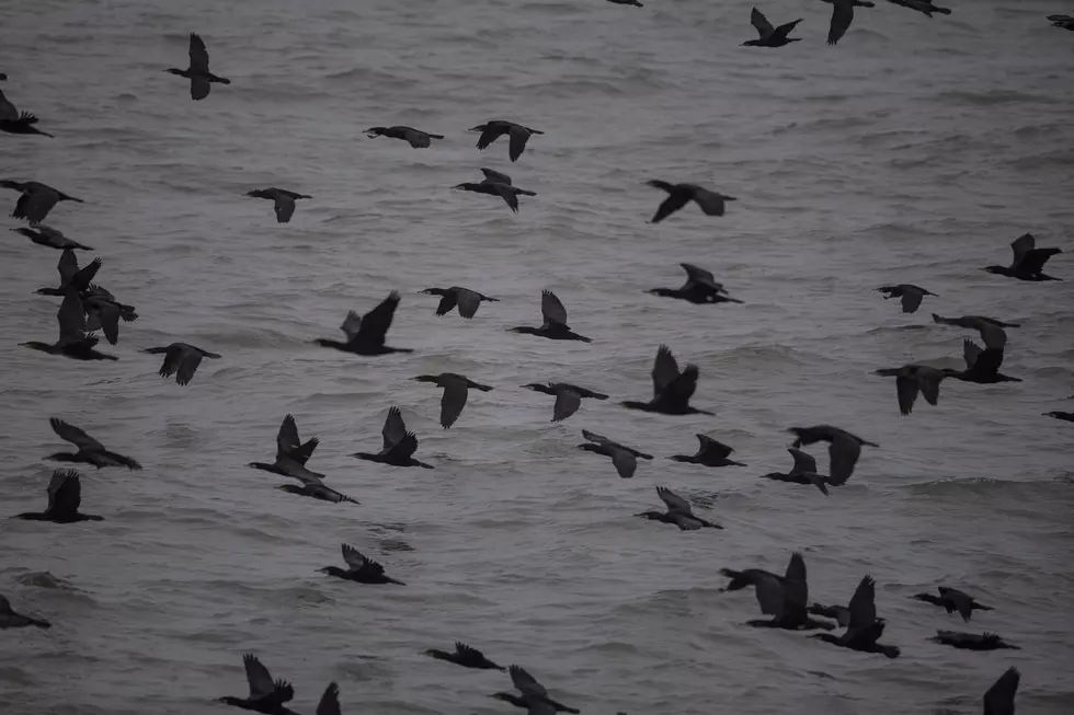 Martha’s Vineyard Beachgoers Warned After Hundreds of Dead Birds Wash Ashore