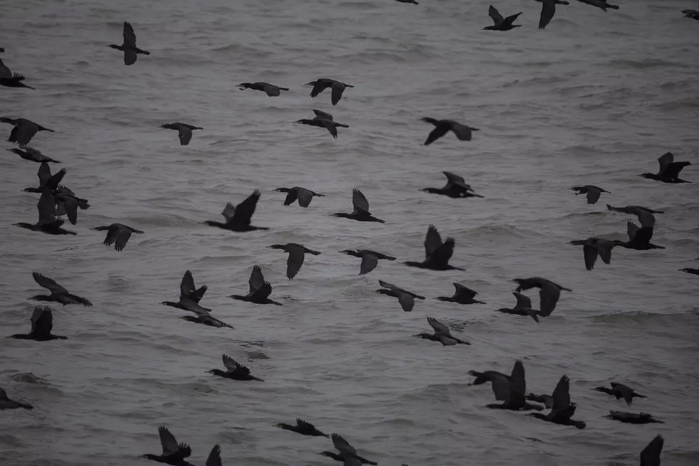 Hundreds of Dead Birds Wash Ashore in Martha's Vineyard